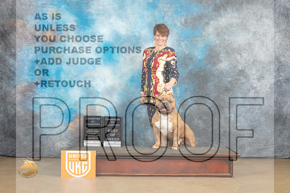 American Bully #198 Sat BOBCh Judge Rick Gann r_MJ_9598_UKCLvwfeb23_HR3