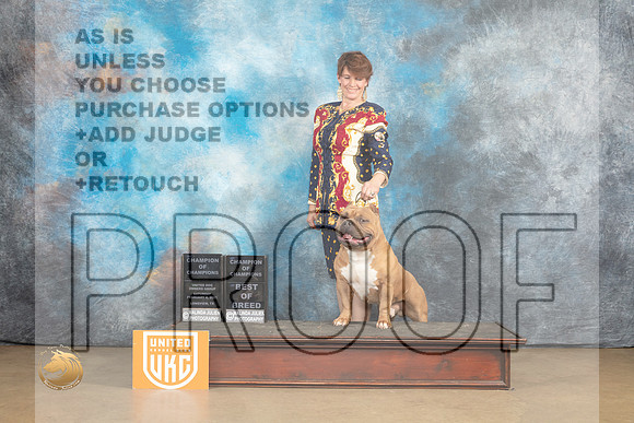 American Bully #198 Sat BOBCh Judge Rick Gann r_MJ_9597_UKCLvwfeb23_HR3