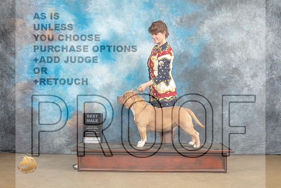 American Bully #248 Sat BM Judge Debbie Mitchell r_MJ_9529_UKCLvwfeb23_HR3