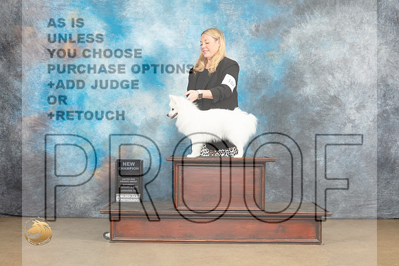 American Eskimo #159 Sat Ch no judge_MJ_9568_UKCLvwfeb23_HR3
