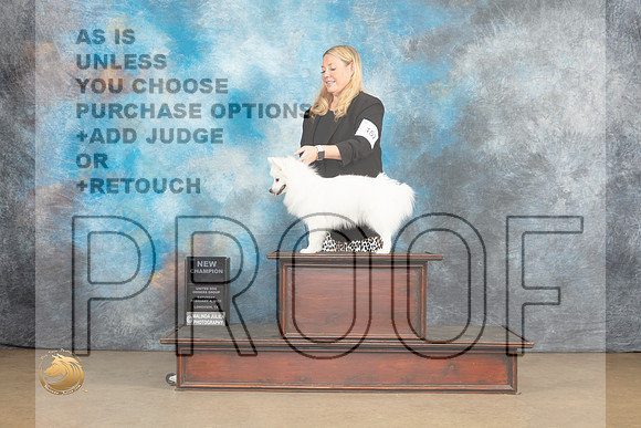 American Eskimo #159 Sat Ch no judge_MJ_9569_UKCLvwfeb23_HR3