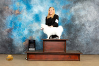 American Eskimo #159 Sat Ch no judge