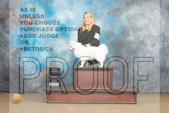 American Eskimo #159 Sat Ch no judge_MJ_9567_UKCLvwfeb23_HR3