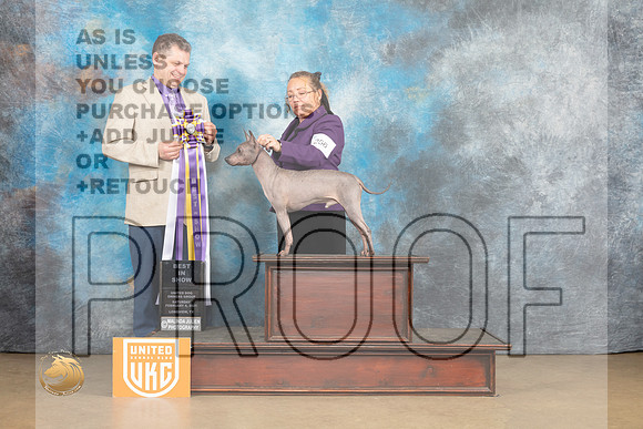 American Hairless Terrier #256 Sat1 BIS Judge Tony Roposo_MJ_9613_UKCLvwfeb23_HR3