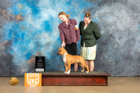 American Pit Bull Terrier #401 Sat2 PBIS Judge Roland Pelland