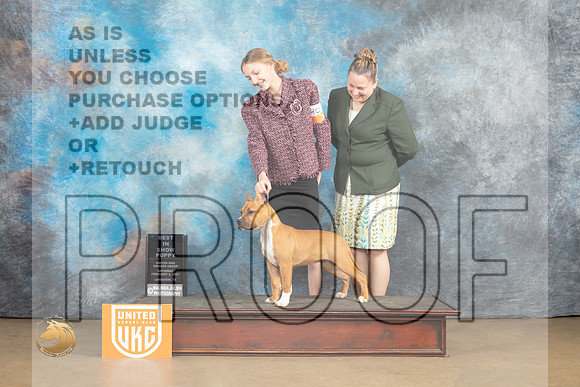American Pit Bull Terrier #401 Sat2 PBIS Judge Roland Pelland_MJ_9617_UKCLvwfeb23_HR3