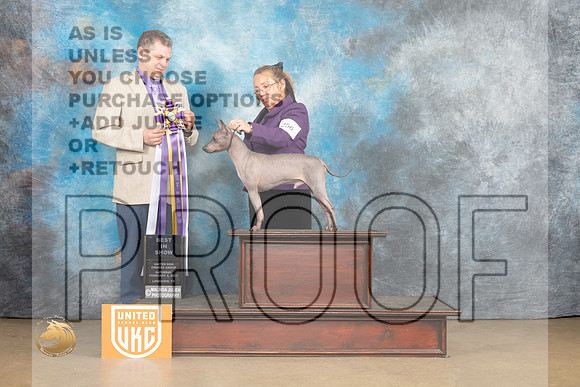 American Hairless Terrier #256 Sat1 BIS Judge Tony Roposo_MJ_9615_UKCLvwfeb23_HR3