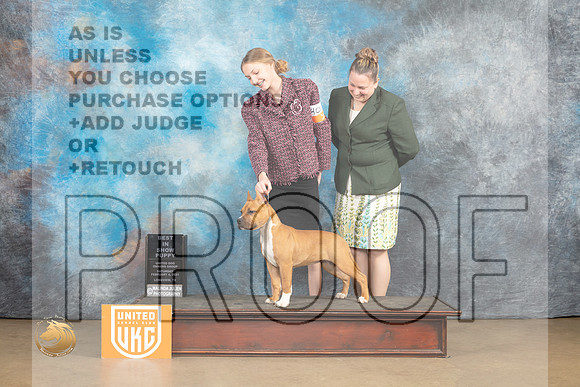 American Pit Bull Terrier #401 Sat2 PBIS Judge Roland Pelland_MJ_9618_UKCLvwfeb23_HR3