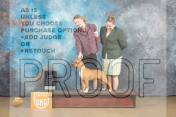 American Pit Bull Terrier #401 Sat2 PBIS Judge Roland Pelland_MJ_9620_UKCLvwfeb23_HR3