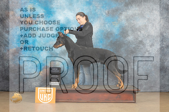 Beauceron #309 Sat 1stCh Judge Tony Roposso_MJ_9579_UKCLvwfeb23_HR3