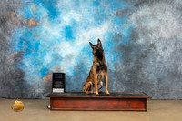 Belgian Malinois #1108 NT PreNov Judge Patricia Pierce