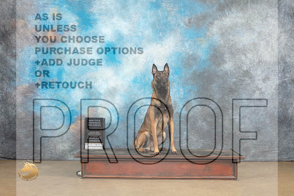 Belgian Malinois #1108 NT PreNov Judge Patricia Pierce_MJ_9518_UKCLvwfeb23_HR3