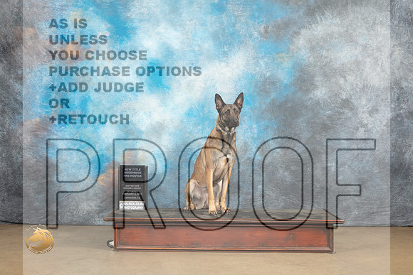 Belgian Malinois #1127 Sat 2 PrNovObTitle Judge Patricia Pierce_MJ_9522_UKCLvwfeb23_HR3