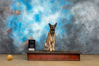 Belgian Malinois #1127 Sat 2 PrNovObTitle Judge Patricia Pierce