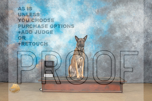 Belgian Malinois #1127 Sat 2 PrNovObTitle Judge Patricia Pierce_MJ_9521_UKCLvwfeb23_HR3