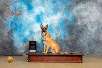 Belgian Malinois #814 Sat PrNov Judge Patricia Pierce
