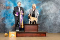 French Bulldog #127 Sat2 BIS Judge Roland Pelland