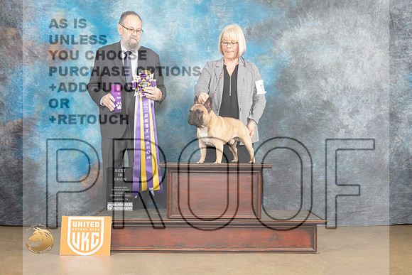 French Bulldog #127 Sat2 BIS Judge Roland Pelland_MJ_9629_UKCLvwfeb23_HR3