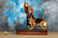 German Shepherd Dog Sat2 1