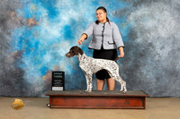 German Shorthaired Pointer #205 Sat G3 Judge Debbie Mitchell
