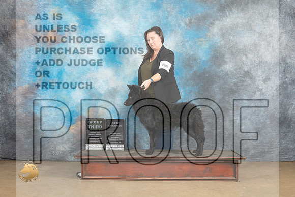 Mudi #280 Sat G3 Judge Tony Raposso_MJ_9558_UKCLvwfeb23_HR3