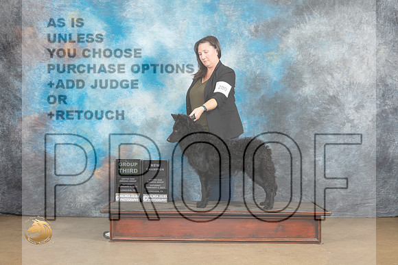 Mudi #280 Sat G3 Judge Tony Raposso_MJ_9559_UKCLvwfeb23_HR3
