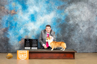 Pembroke Welsch Corgi #206 Sat2 Judge ABIS Judge Roland Pelland