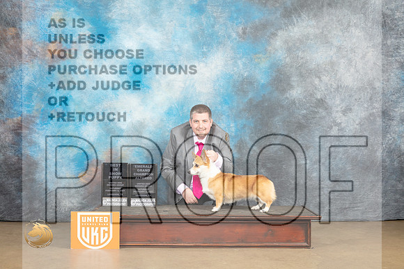 Pembroke Welsch Corgi #206 Sat2 Judge ABIS Judge Roland Pelland_MJ_9622_UKCLvwfeb23_HR3