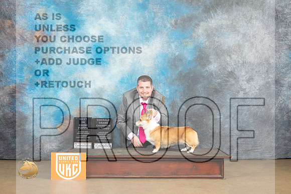 Pembroke Welsch Corgi #206 Sat2 Judge ABIS Judge Roland Pelland_MJ_9623_UKCLvwfeb23_HR3