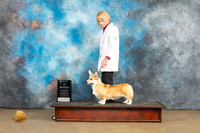 Pembroke Welsh Corgi #309 Sat BOB Judge Tony Raposo