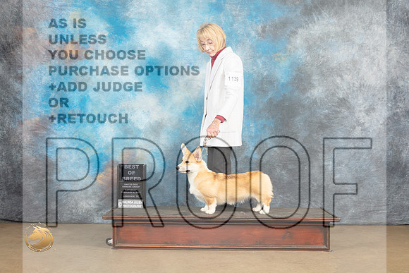 Pembroke Welsh Corgi #309 Sat BOB Judge Tony Raposo_MJ_9564_UKCLvwfeb23_HR3