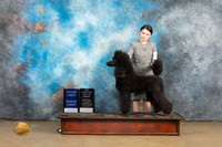 Poodle Std #230 Sat BOBG1 Judge Debbie Mitchelle BOBG1 Judge Rick Gann