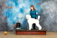 Poodle Std #250 Sat PBOB Sat Judge Tony Raposso