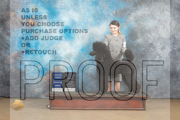 Poodle Std #230 Sat BOBG1 Judge Debbie Mitchelle BOBG1 Judge Rick Gann_MJ_9543_UKCLvwfeb23_HR3