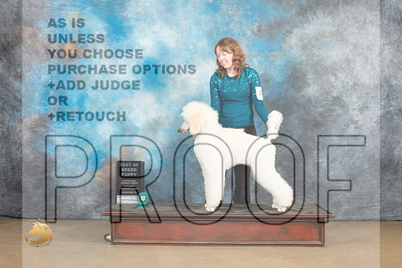 Poodle Std #250 Sat PBOB Sat Judge Tony Raposso_MJ_9535_UKCLvwfeb23_HR3