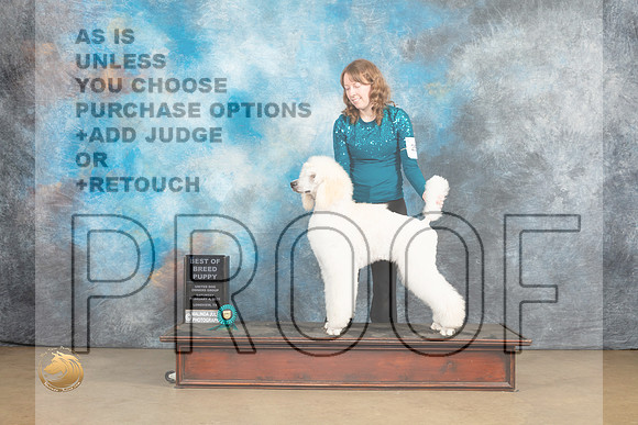 Poodle Std #250 Sat PBOB Sat Judge Tony Raposso_MJ_9536_UKCLvwfeb23_HR3