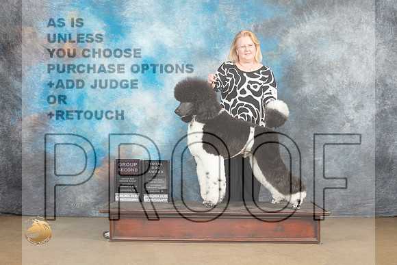 Poodle Std MC #1108 Sat2 G2TD Judge Debbie Mitchell_MJ_9555_UKCLvwfeb23_HR3