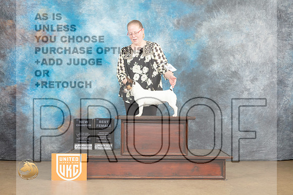 Teddy Roosevelt Terrier #269 Sat2 BFCh Judge Roland Pelland_MJ_9605_UKCLvwfeb23_HR3