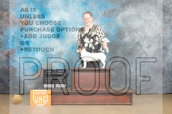 Teddy Roosevelt Terrier #269 Sat2 BFCh Judge Roland Pelland_MJ_9609_UKCLvwfeb23_HR3