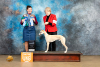 Whippet #105 Sat