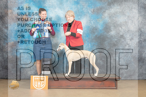 Whippet #105 Sat _MJ_9585_UKCLvwfeb23_HR3