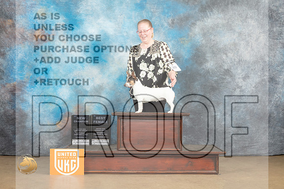 Teddy Roosevelt Terrier #269 Sat2 BFCh Judge Roland Pelland_MJ_9610_UKCLvwfeb23_HR3