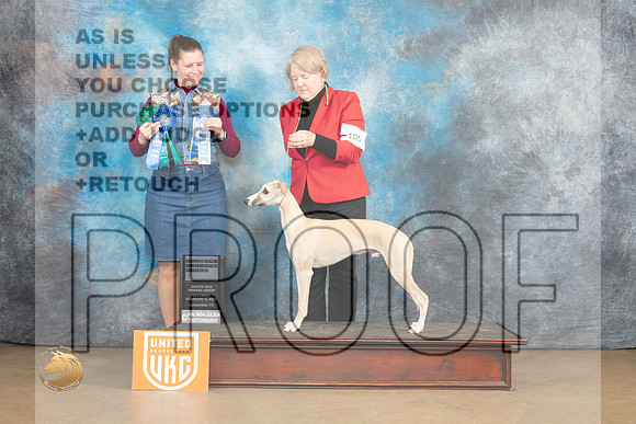 Whippet #105 Sat _MJ_9588_UKCLvwfeb23_HR3