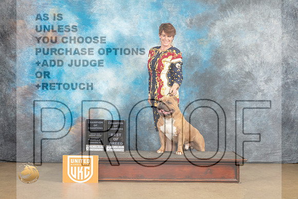 American Bully #198 Sat BOBCh Judge Rick Gann r_MJ_9601_UKCLvwfeb23_HR3