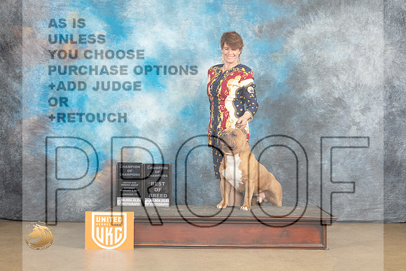 American Bully #198 Sat BOBCh Judge Rick Gann r_MJ_9600_UKCLvwfeb23_HR3
