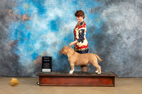 American Bully #248 Sat BM Judge Debbie Mitchell r