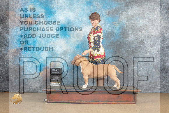 American Bully #248 Sat BM Judge Debbie Mitchell r_MJ_9525_UKCLvwfeb23_HR3