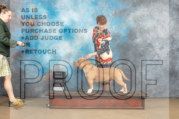 American Bully #248 Sat BM Judge Debbie Mitchell r_MJ_9528_UKCLvwfeb23_HR3