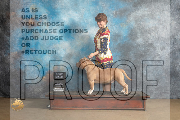 American Bully #248 Sat BM Judge Debbie Mitchell r_MJ_9527_UKCLvwfeb23_HR3