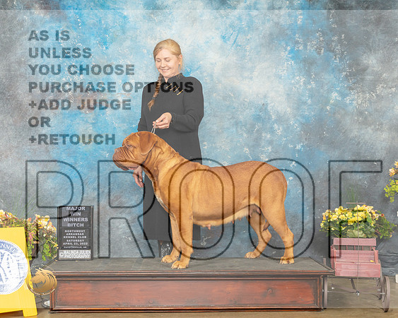 Dog de Bordeaux #10 Sat WB Judge Jan Sigler-MMJ_0494-NWARK2022-HR3